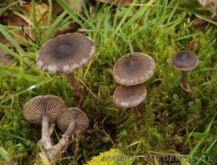 Siersteelgordijnzwam - Cortinarius decipiens