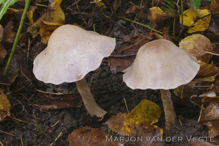 Rimpelige gordelsteelgordijnzwam - Cortinarius perrugatus