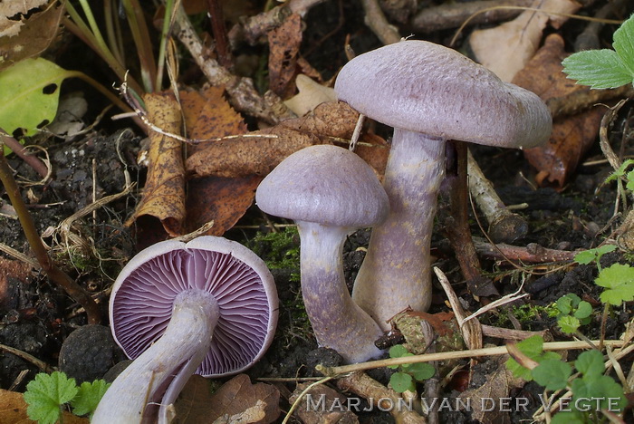 Azuursteelgordijnzwam - Cortinarius azureus