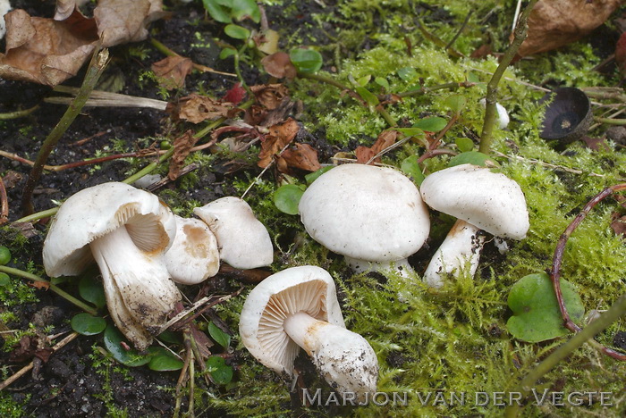 Bleke galgordijnzwam - Cortinarius barbatus