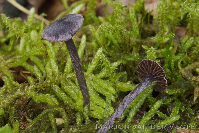 Kleine elzengordijnzwam - Cortinarius bibulus