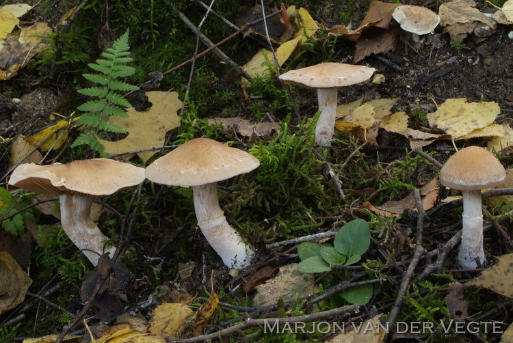 Gegordelde berkengordijnzwam - Cortinarius bivelus