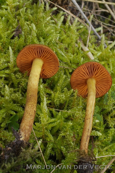 Kaneelkleurige gordijnzwam - Cortinarius eleonarae