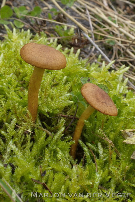 Kaneelkleurige gordijnzwam - Cortinarius eleonarae
