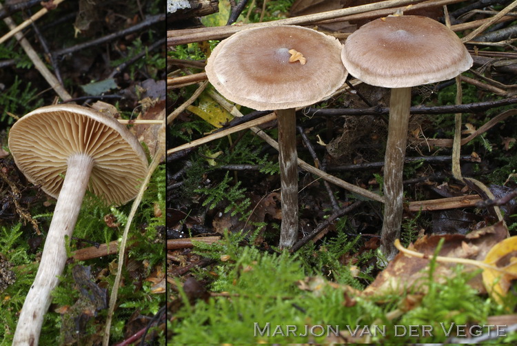 Siersteelgordijnzwam - Cortinarius decipiens