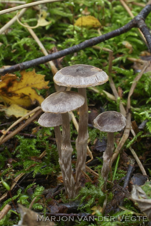 Siersteelgordijnzwam - Cortinarius decipiens