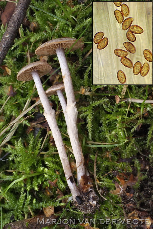 Siersteelgordijnzwam - Cortinarius decipiens