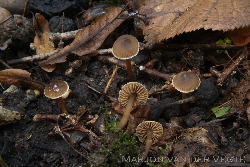 Kleine pelargoniumgordijnzwam - Cortinarius diasemospermus