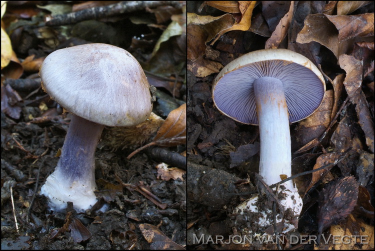 Paarse knolgordijnzwam - Cortinarius terpsichores