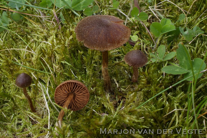 Kleine moerasgordijnzwam - Cortinarius helobius