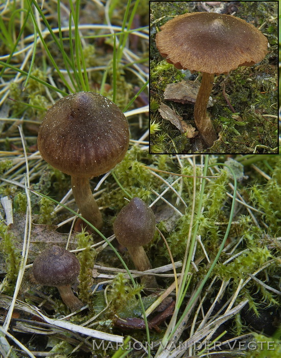 Kleine moerasgordijnzwam - Cortinarius helobius