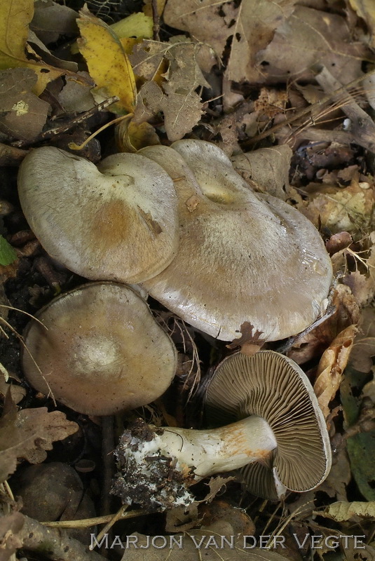 Olijfkleurige gordijnzwam - Cortinarius infractus Olijfkleurige gordijnzwam - Cortinarius infractus