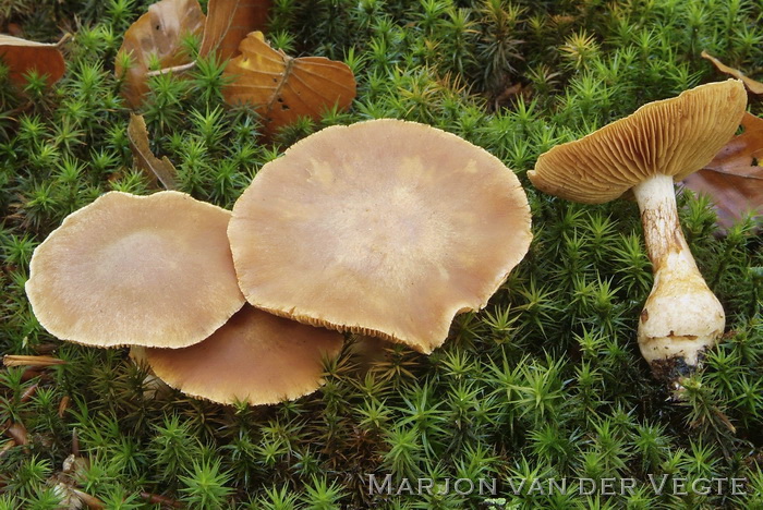 Kaneelkleurige knolgordijnzwam - Cortinarius laniger