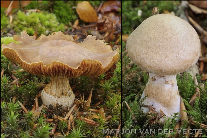 Kaneelkleurige knolgordijnzwam - Cortinarius laniger
