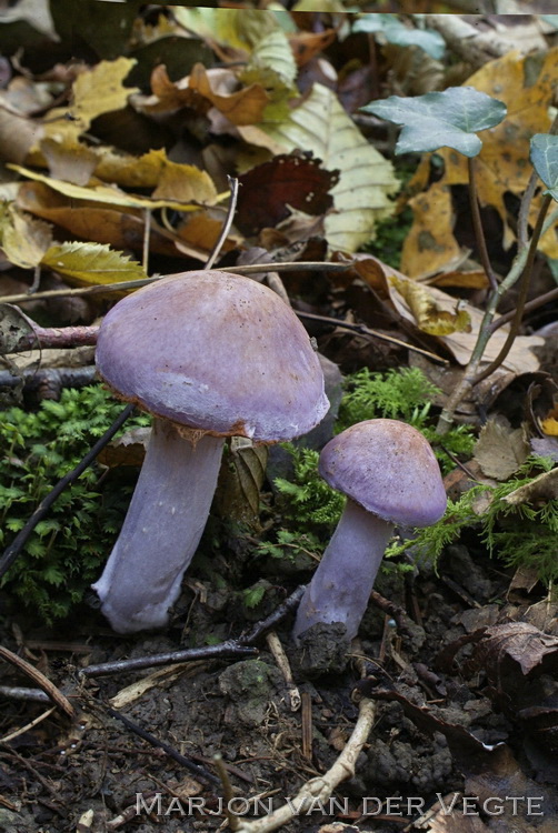 Gewone kleibosgordijnzwam - Cortinarius nemorensis