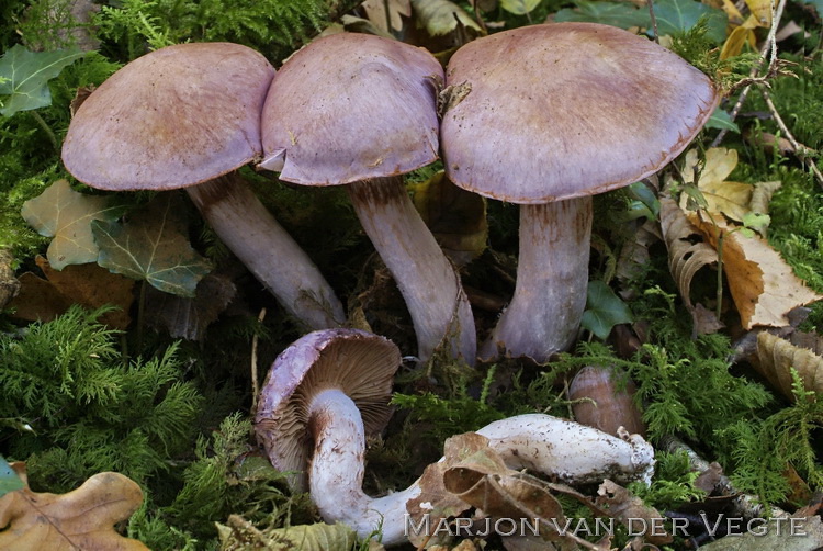 Gewone kleibosgordijnzwam - Cortinarius nemorensis