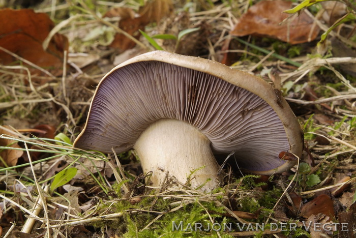 Gewone kleibosgordijnzwam - Cortinarius nemorensis