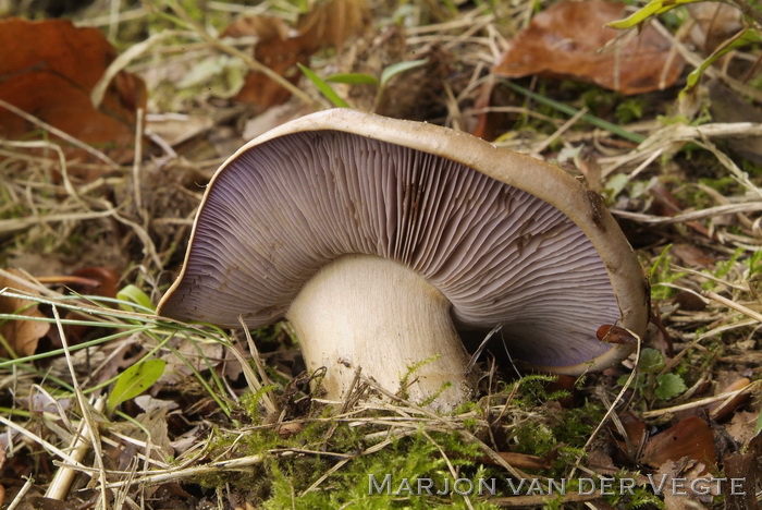 Bruine kleibosgordijnzwam - Cortinarius largus