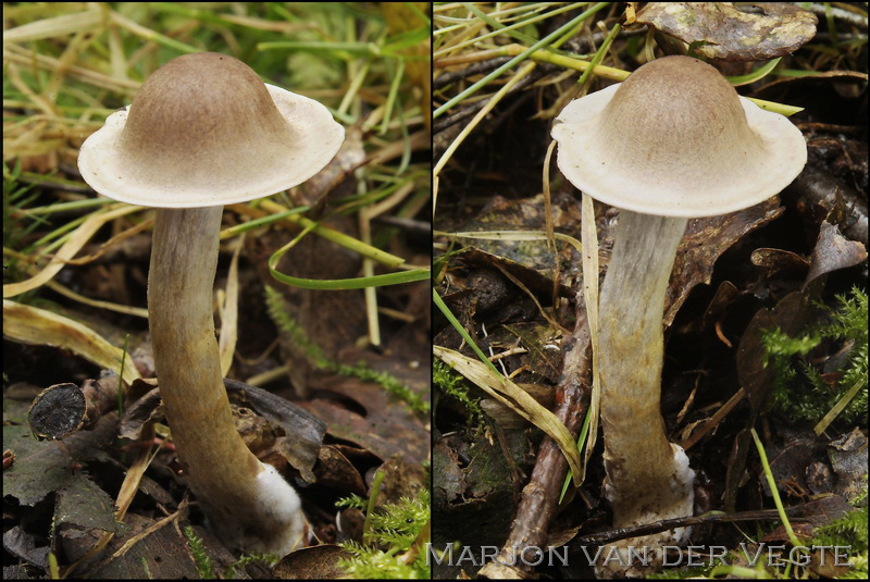 Cortinarius lepidopus - Cortinarius lepidopus