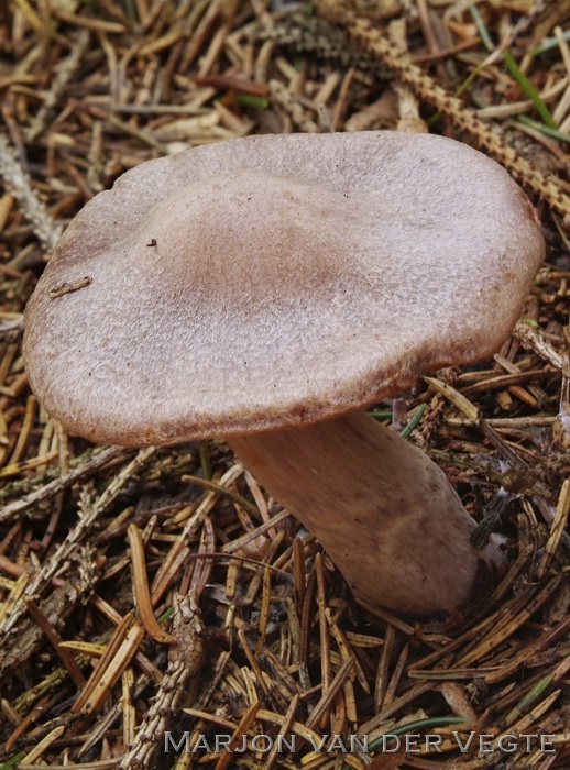 Donkerlila gordijnzwam - Cortinarius malachius