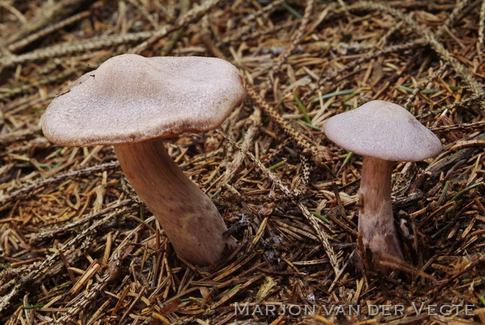 Donkerlila gordijnzwam - Cortinarius malachius