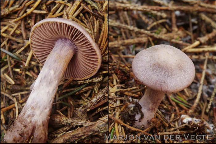 Donkerlila gordijnzwam - Cortinarius malachius