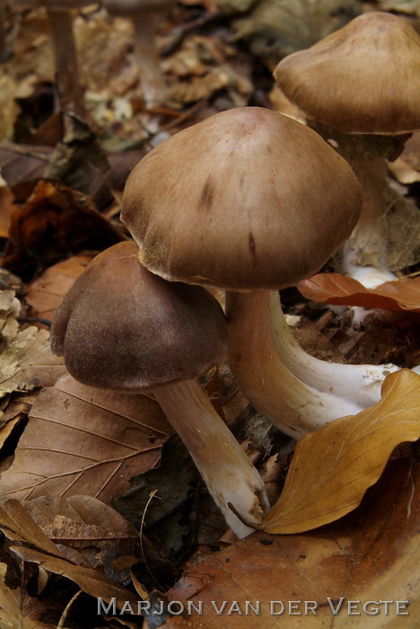Gebundelde roodvezelgordijnzwam - Cortinarius bonachei