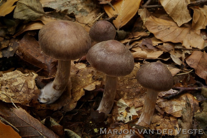 Gebundelde roodvezelgordijnzwam - Cortinarius bonachei