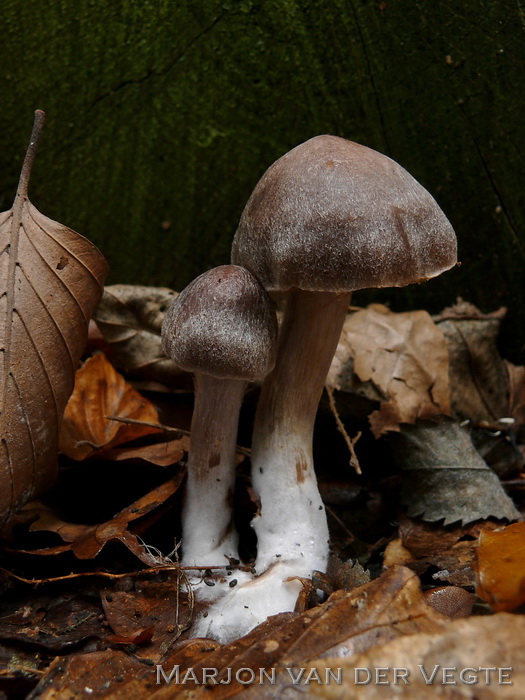 Gebundelde roodvezelgordijnzwam - Cortinarius bonachei