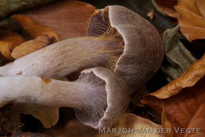 Gebundelde roodvezelgordijnzwam - Cortinarius bonachei