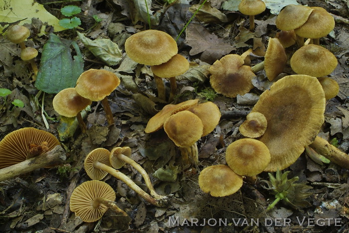 Haagbeukgordijnzwam - Cortinarius olivaceofuscus