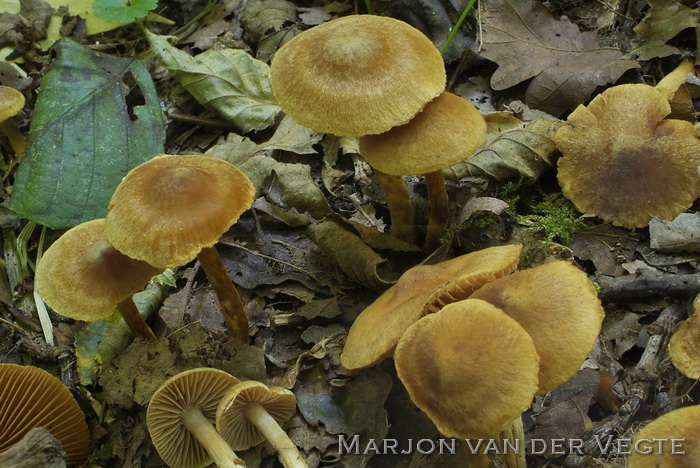 Haagbeukgordijnzwam - Cortinarius olivaceofuscus