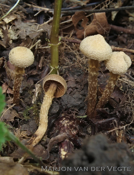 Fijnschubbige gordijnzwam - Cortinarius psammocephalus