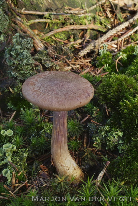 Olijfplaatgordijnzwam - Cortinarius scaurus var. scaurus