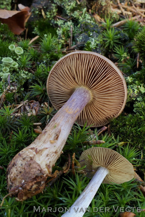 Olijfplaatgordijnzwam - Cortinarius scaurus var. scaurus