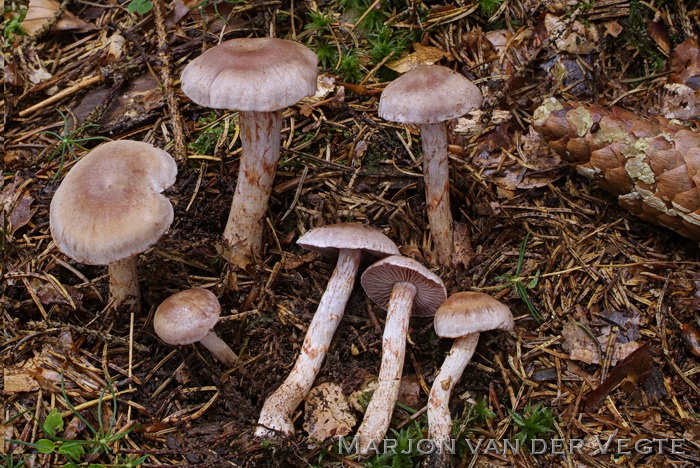 Kopervloksteel gordijnzwam - Cortinarius spilomeus