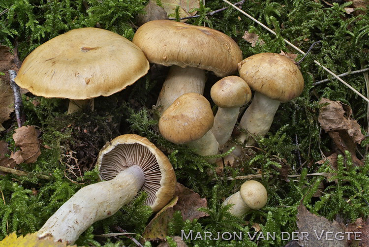 Olijfkleurige sparrengordijnzwam - Cortinarius subtortus