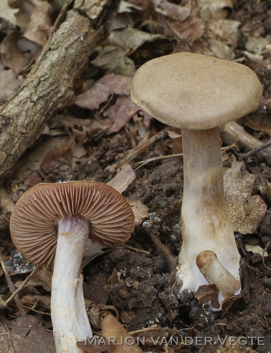 Valse azuursteelgordijnzwam - Cortinarius azureovelatus