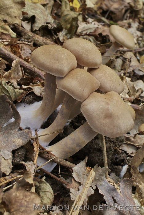 Valse azuursteelgordijnzwam - Cortinarius azureovelatus