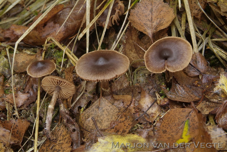 Bietengordijnzwam - Cortinarius umbrinolens