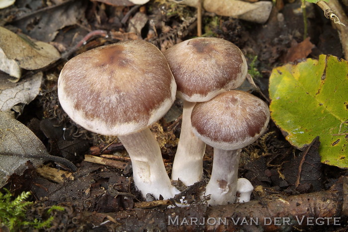 Kousevoetgordijnzwam - Cortinarius saturninus