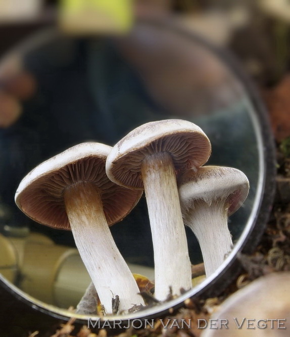 Kousevoetgordijnzwam - Cortinarius saturninus