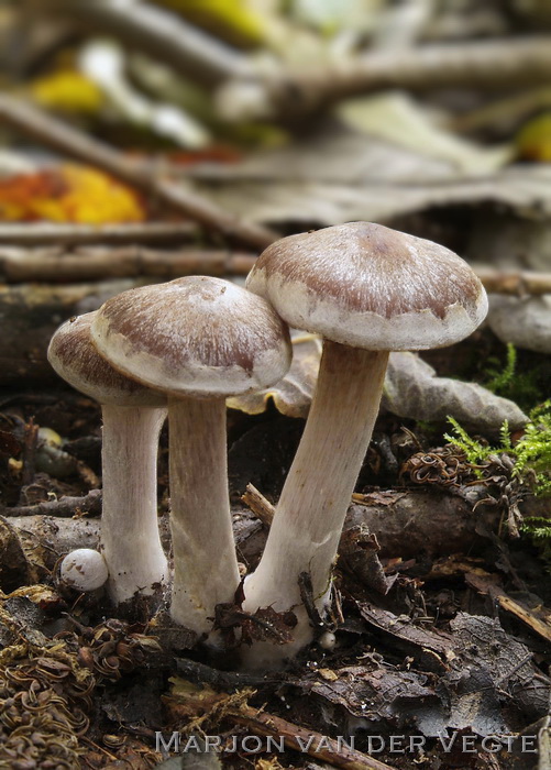 Kousevoetgordijnzwam - Cortinarius saturninus