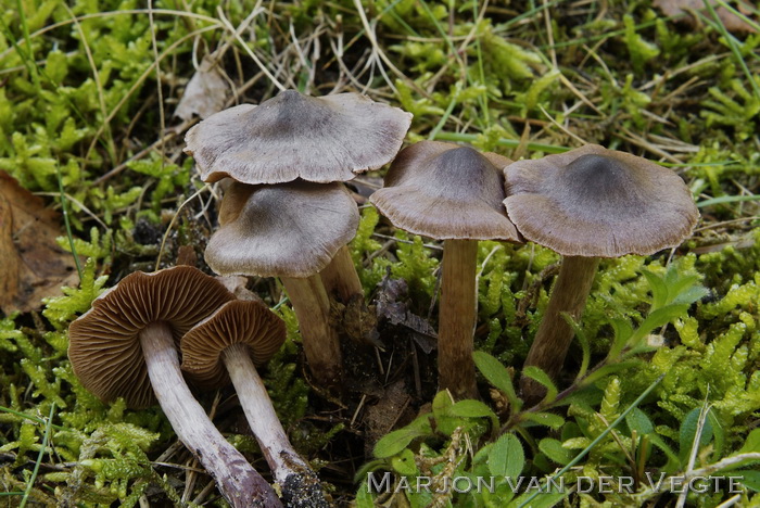 Lilastelige gordijnzwam - Cortinarius vernus var. rubescens