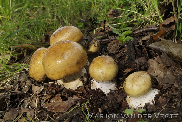 Geurende gordijnzwam - Cortinarius anserinus