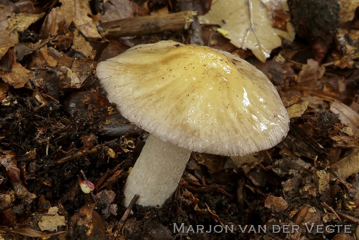 Bedrieglijke rimpelgordijnzwam - Cortinarius dischroipes