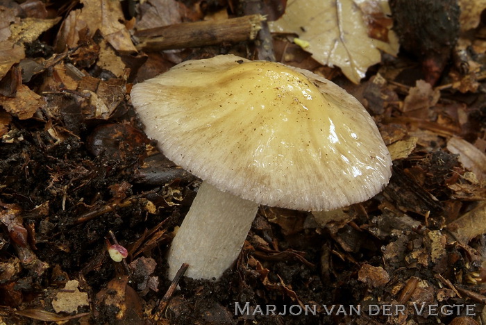 Rimpelige gordijnzwam - Cortinarius lividoochraceus