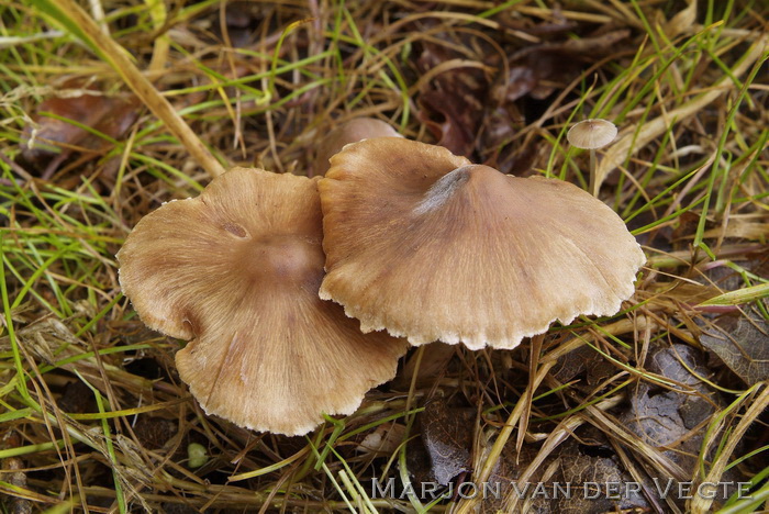 Wijdplaatgordijnzwam - Cortinarius safranopes