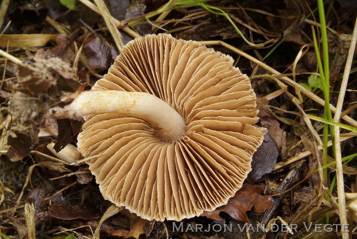 Wijdplaatgordijnzwam - Cortinarius safranopes