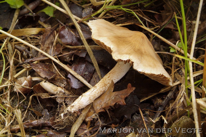 Wijdplaatgordijnzwam - Cortinarius safranopes